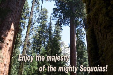 Enjoy the majesty of the mighty Sequoias